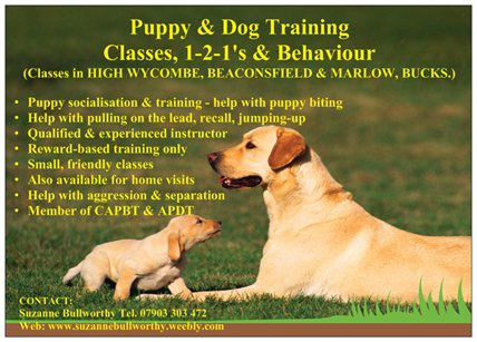 puppy behaviour classes